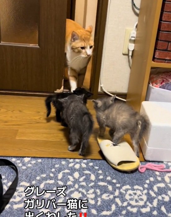 きなこくんを見つめる3匹の子猫