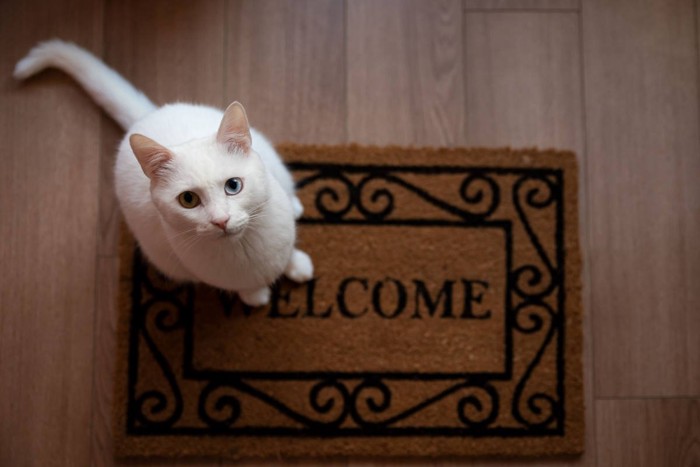 玄関でお迎えする白猫
