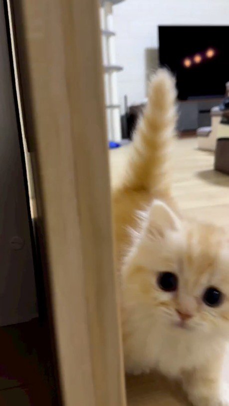 飼い主に向かって走る猫