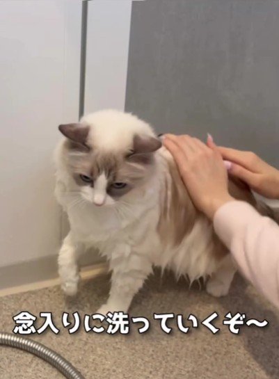 洗われる猫