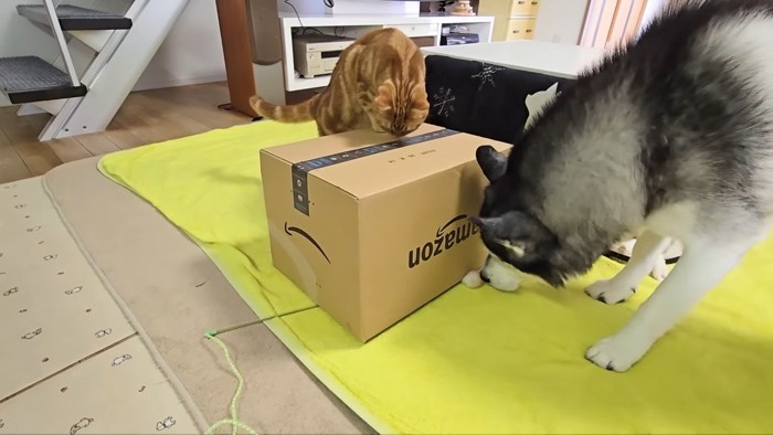 箱に乗り上げる茶太郎くん