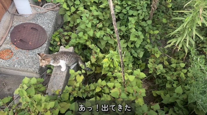 草の間から顔を出すキジ白柄の子猫