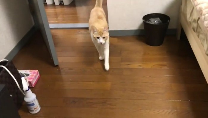 歩いてくるロビンくん