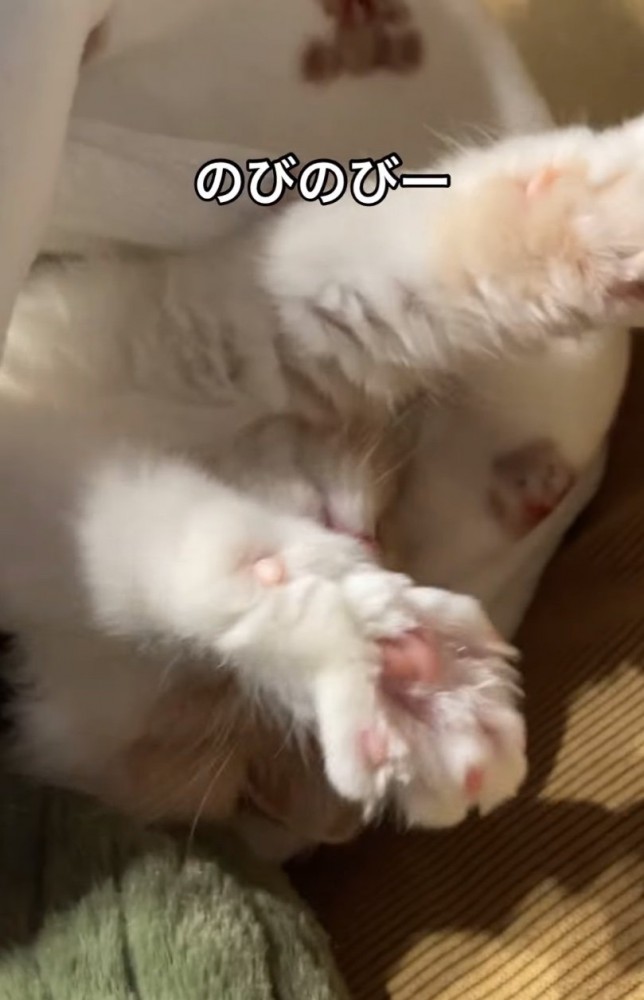伸びをする猫