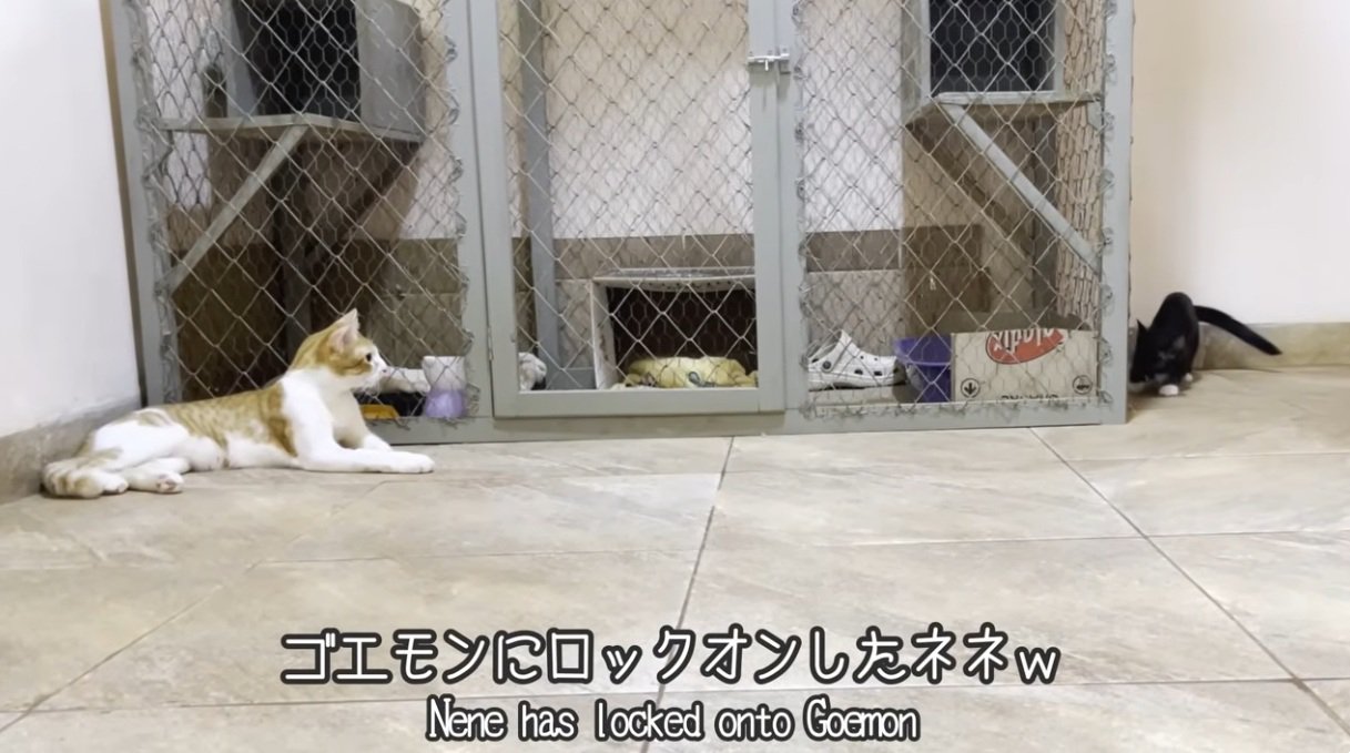 先住猫をみつめる子猫