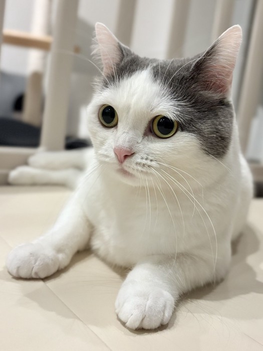 くつろぐフクちゃん