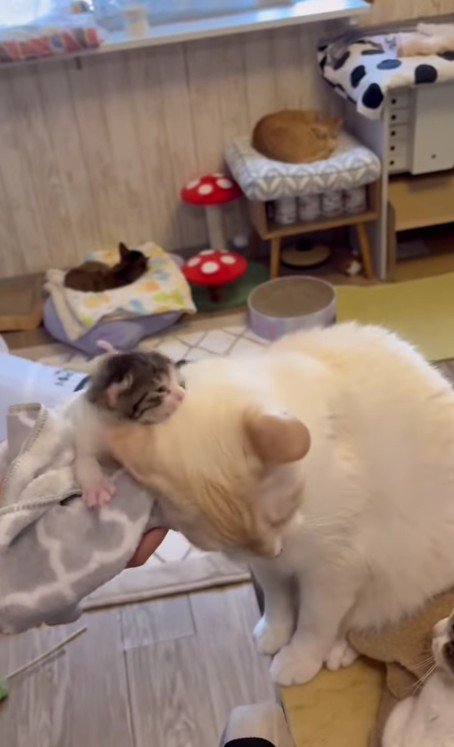 モナカちゃんとソルくん