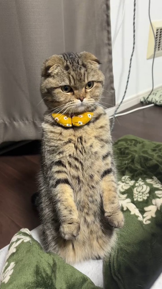 直立する猫さん