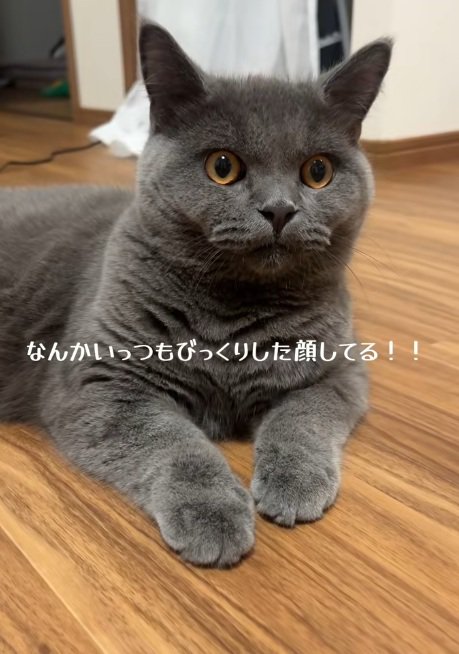 床にふせをしているブリティッシュショートヘアの正面顔