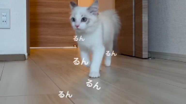 駆け寄る子猫
