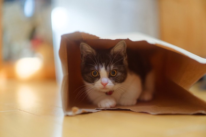 紙袋に入っている子猫