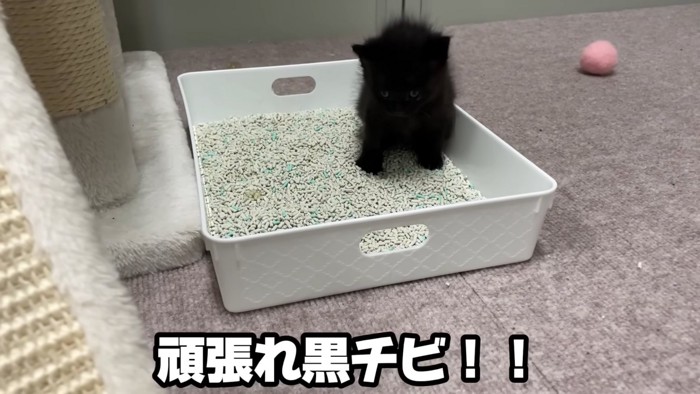トイレに入る黒の子猫