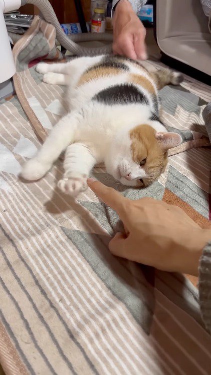 猫の顔の前に指を出す飼い主