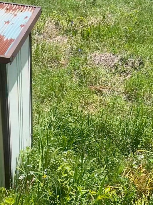 古びた倉庫に入っていく猫