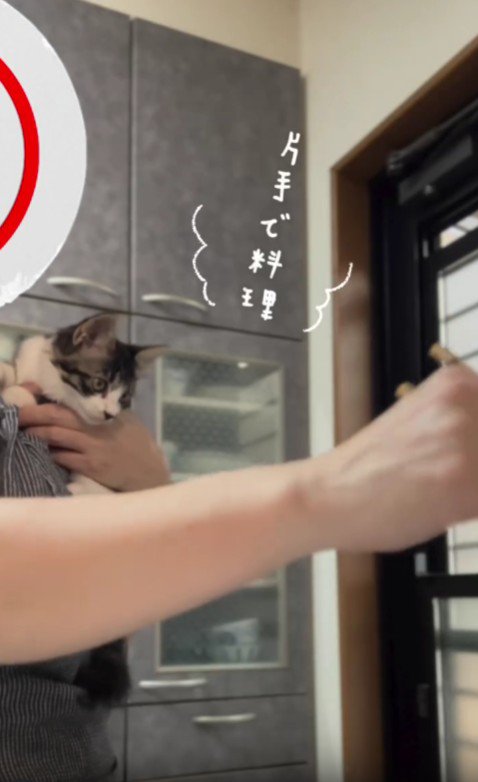 肩に乗っている子猫