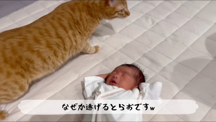 赤ちゃんのそばから離れようとする茶トラ猫