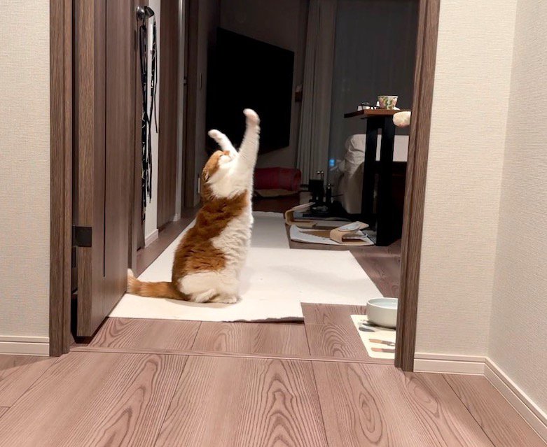 前足を天井に向けて伸ばしている猫