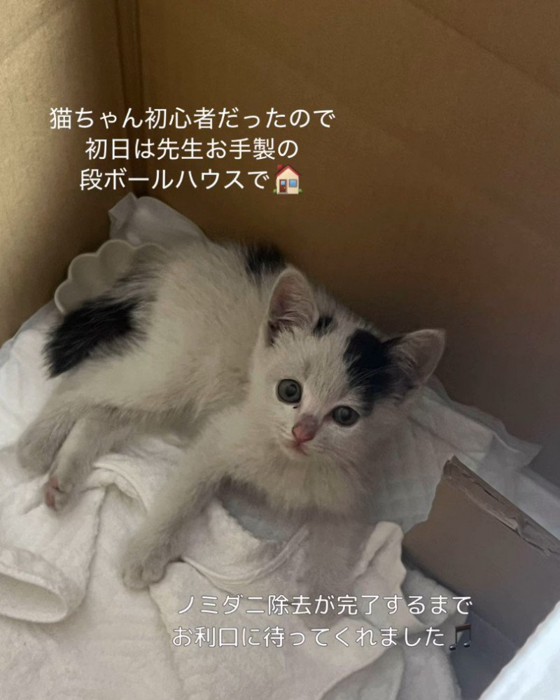 箱の中で上を見る猫