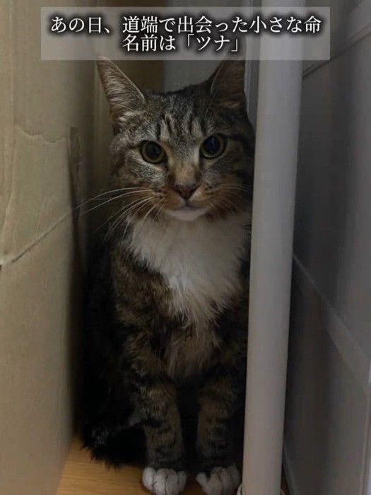 おすわりする成猫