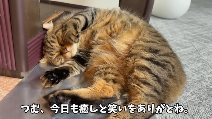 寝る猫