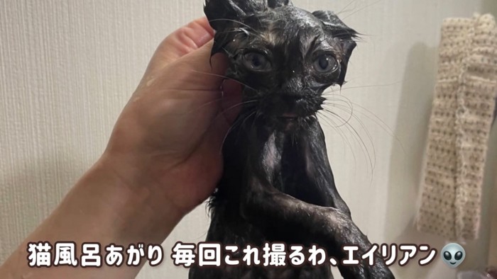 濡れた子猫