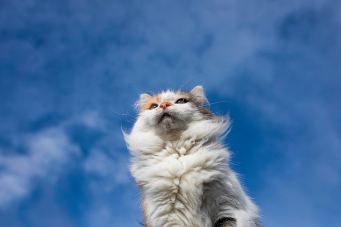 青空と猫