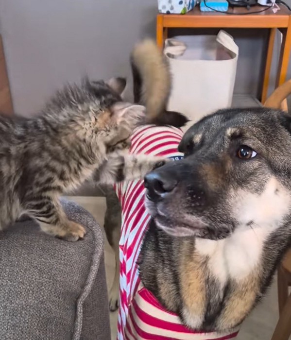 猫を見つめる赤い服を着た犬