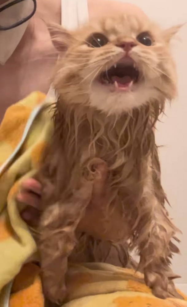 鳴いている濡れた猫