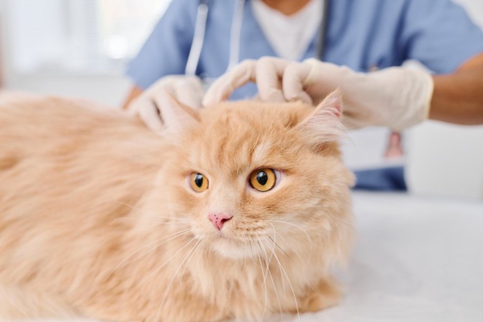 猫の背部をチェックする獣医師
