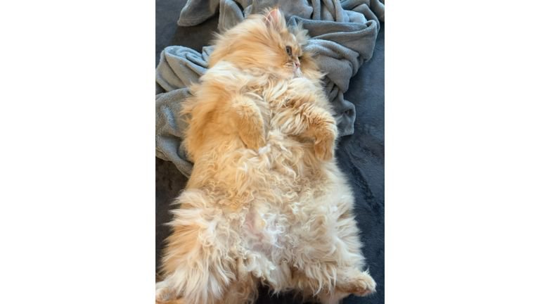 寝ている猫