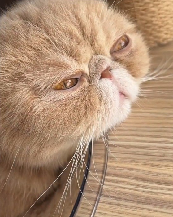 顎を乗せる猫
