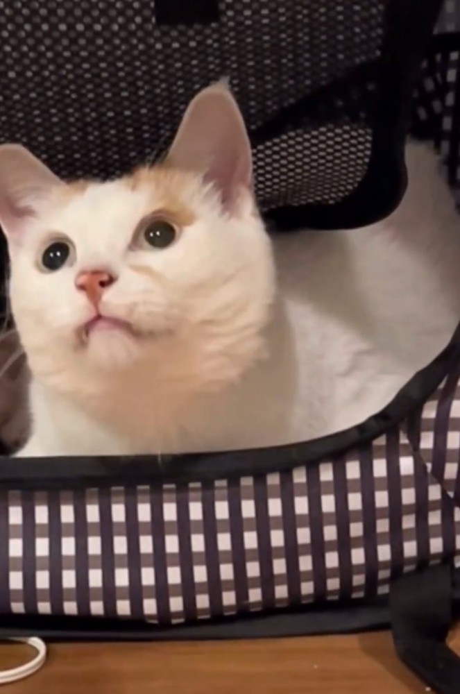 目で追う猫