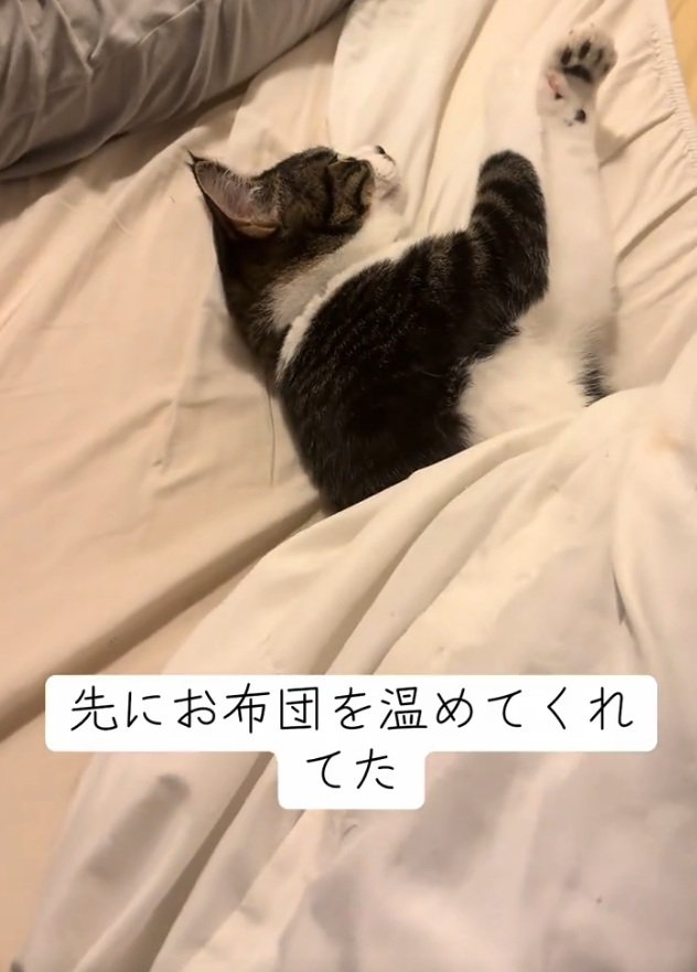 ベッドに寝転がる猫