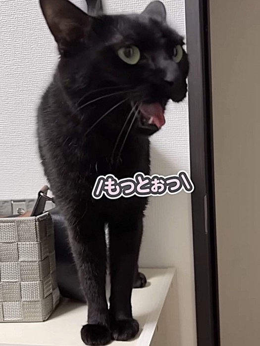 顔を左方向へ向けて鳴いている猫