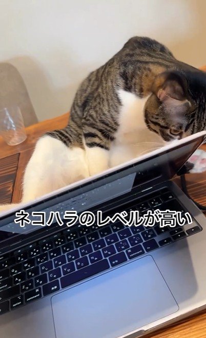パソコンの横に座っている猫