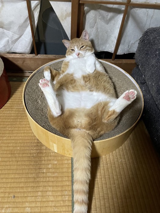 猫用ベッドの上で無防備に寝転がる猫