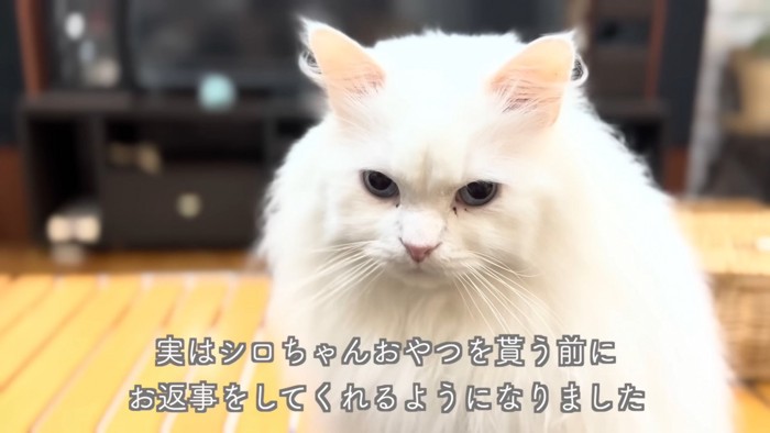 こちらを見つめるシロちゃん