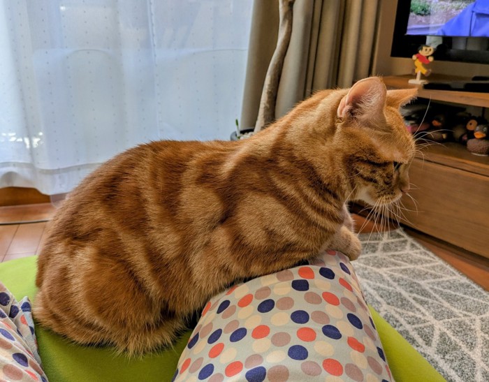 飼い主の膝に手をのせる猫