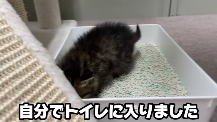 トイレに入る黒っぽい子猫