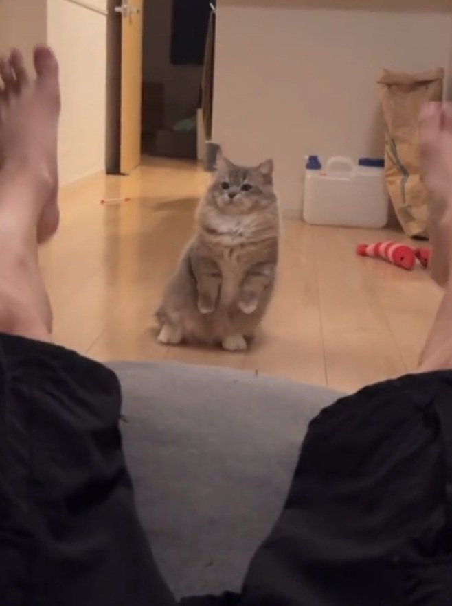 斜め上を向く猫