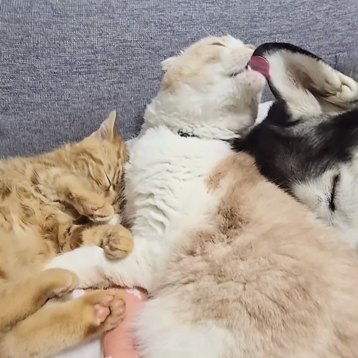 犬の耳を舐める猫の写真