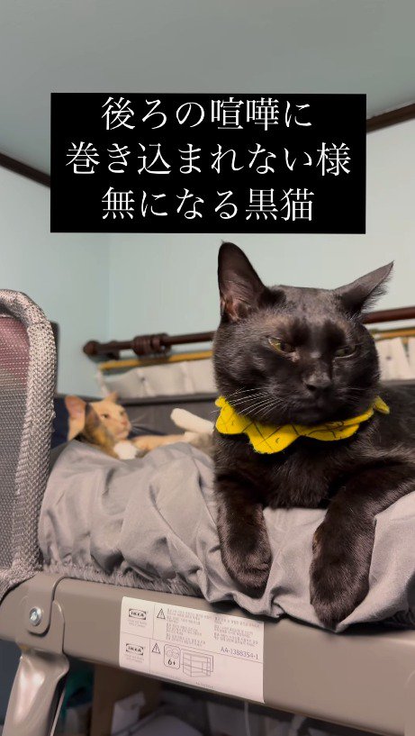 後ろの猫たちから視線を遠ざける黒猫