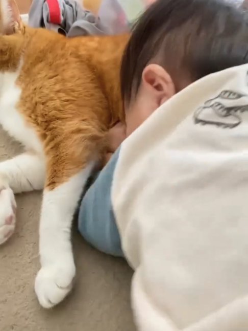 猫の体に顔を埋めている赤ちゃん