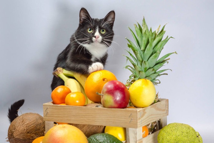 猫とフルーツ