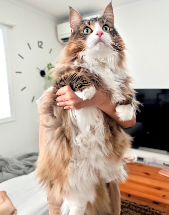 抱っこされる猫