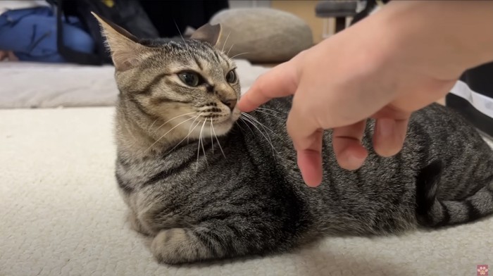 鼻先を触られる猫