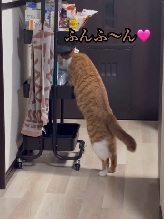 収納ワゴンをのぞく猫