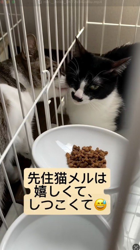 ケージ越しにハチワレ猫の匂いをかぐキジ白猫