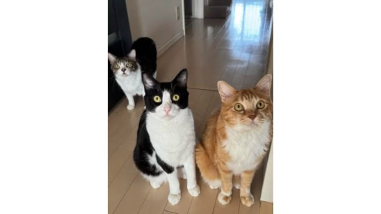 室内にいる猫たち