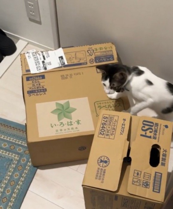 ダンボールの上に前足をつく青い首輪をしている猫